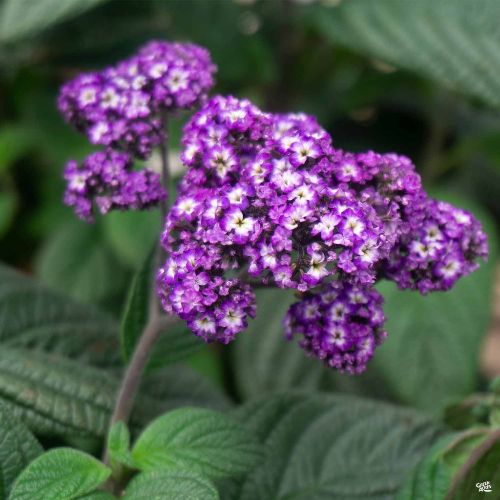 heliotrope house plant Heliotrope — Green Acres Nursery & Supply