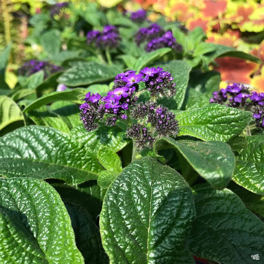 heliotrope house plant Heliotrope — Green Acres Nursery & Supply