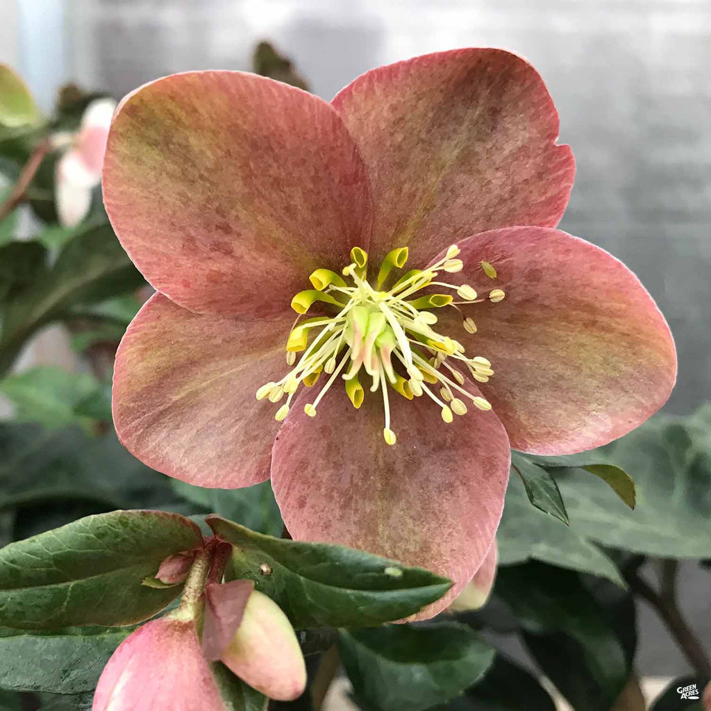 Lenten Rose — Green Acres Nursery & Supply