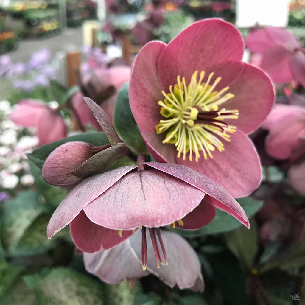 Lenten Rose — Green Acres Nursery & Supply