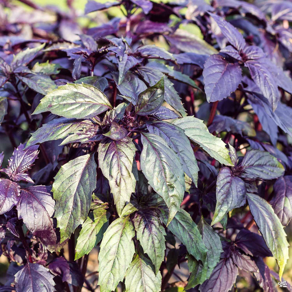 Basil Dark Opal Green Acres Nursery Supply