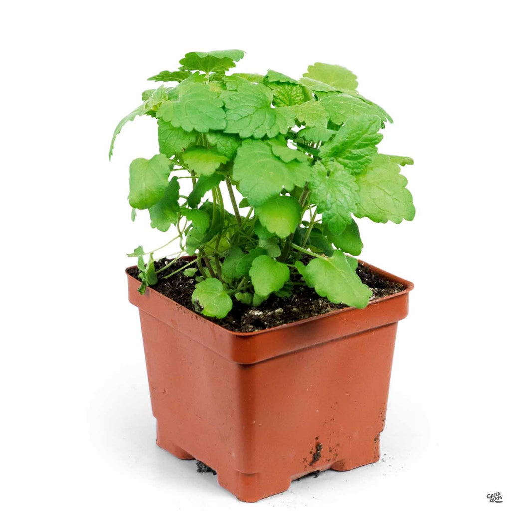 catnip potted plant Catnip — Green Acres Nursery & Supply