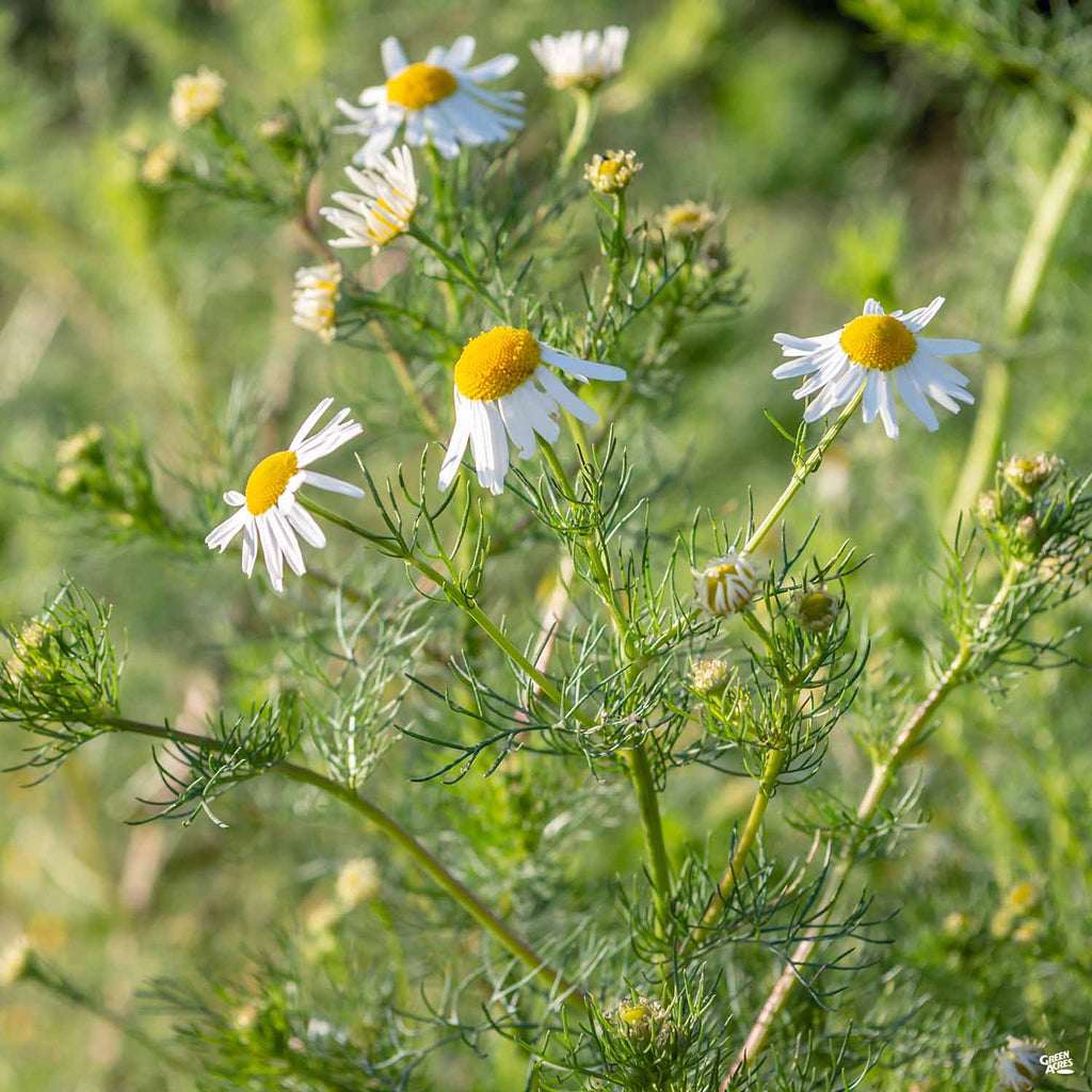 chamomile indoor plant Chamomile — Green Acres Nursery & Supply
