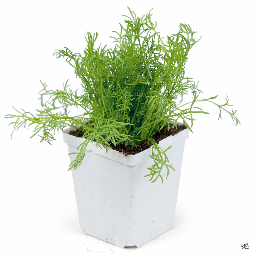 potted chamomile plant Chamomile — Green Acres Nursery & Supply
