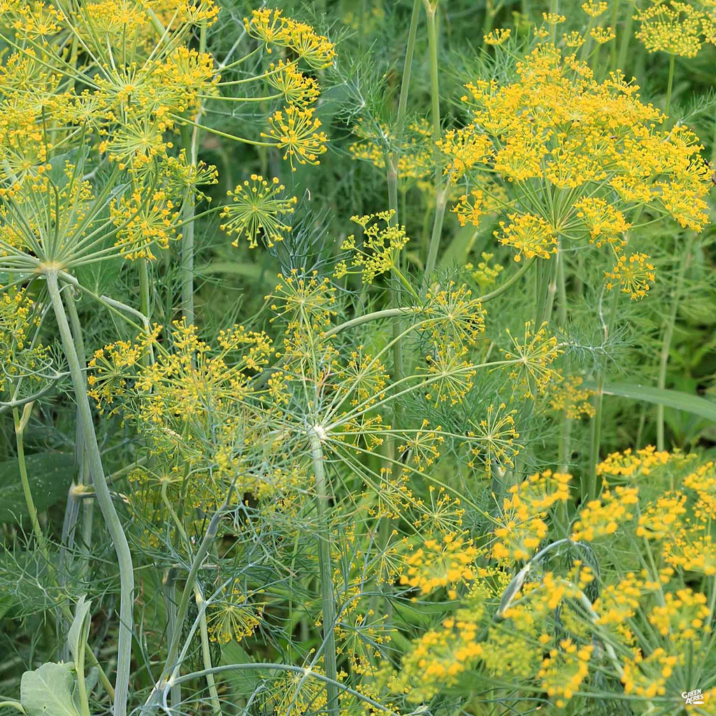 Dill — Green Acres Nursery & Supply