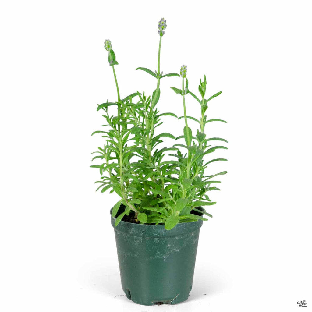 lavender plant nursery Lavender — Green Acres Nursery & Supply