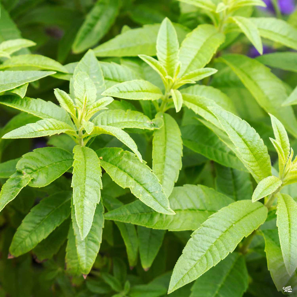 The Lemon Verbena Plant: How to Grow, Harvest and Preserve