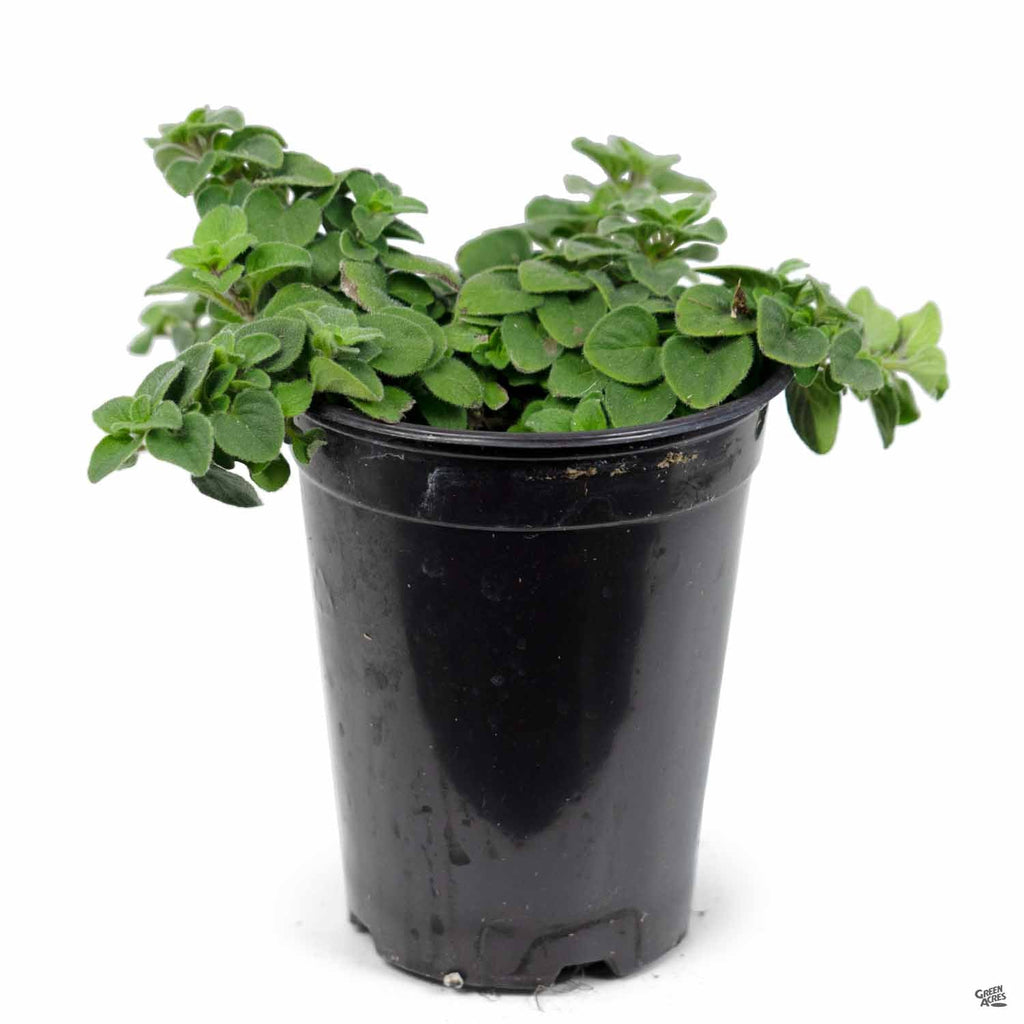 Oregano 'Hot n' Spicy' — Green Acres Nursery & Supply