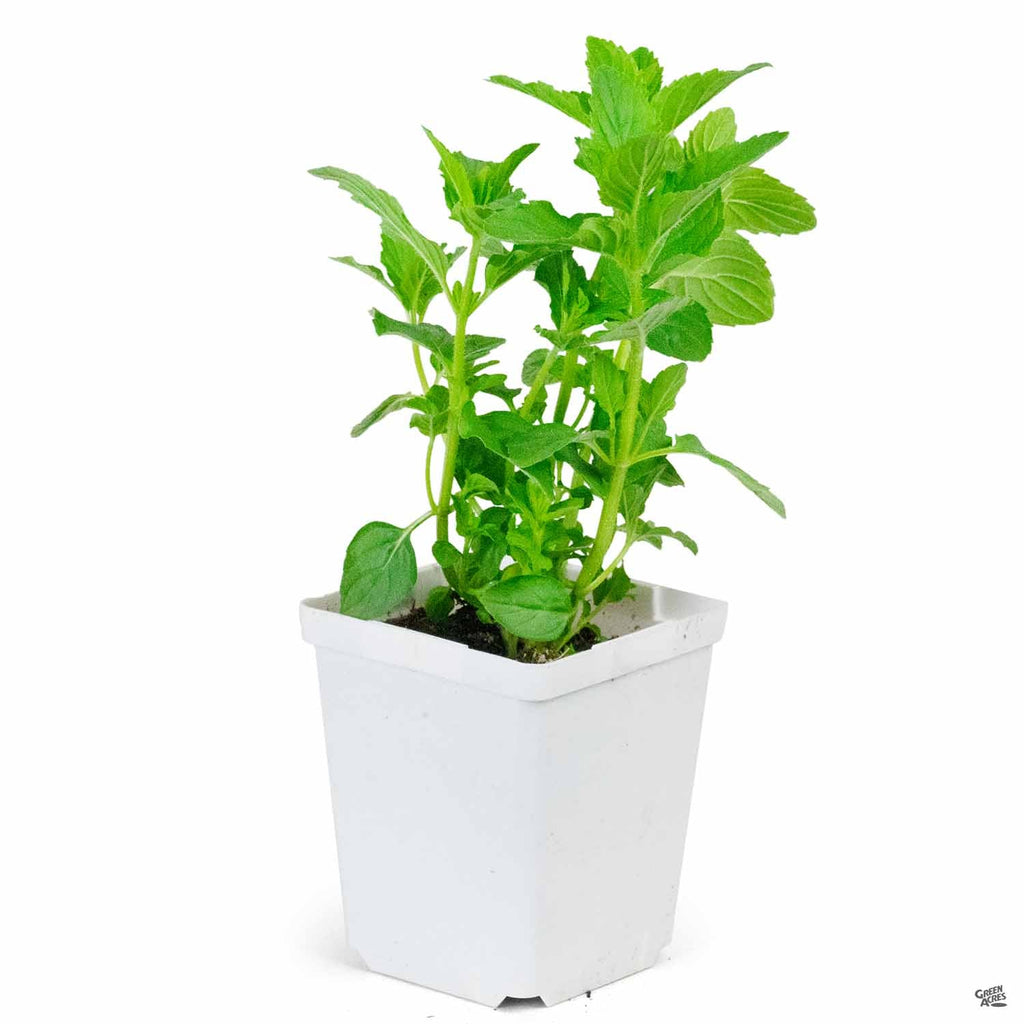 peppermint indoor plant Mint 'Peppermint' — Green Acres Nursery & Supply