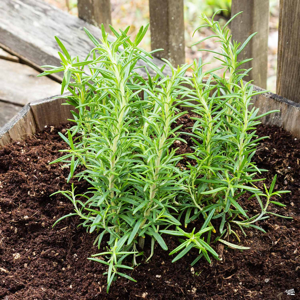 barbecue succulent Rosemary 'Barbecue' — Green Acres Nursery & Supply