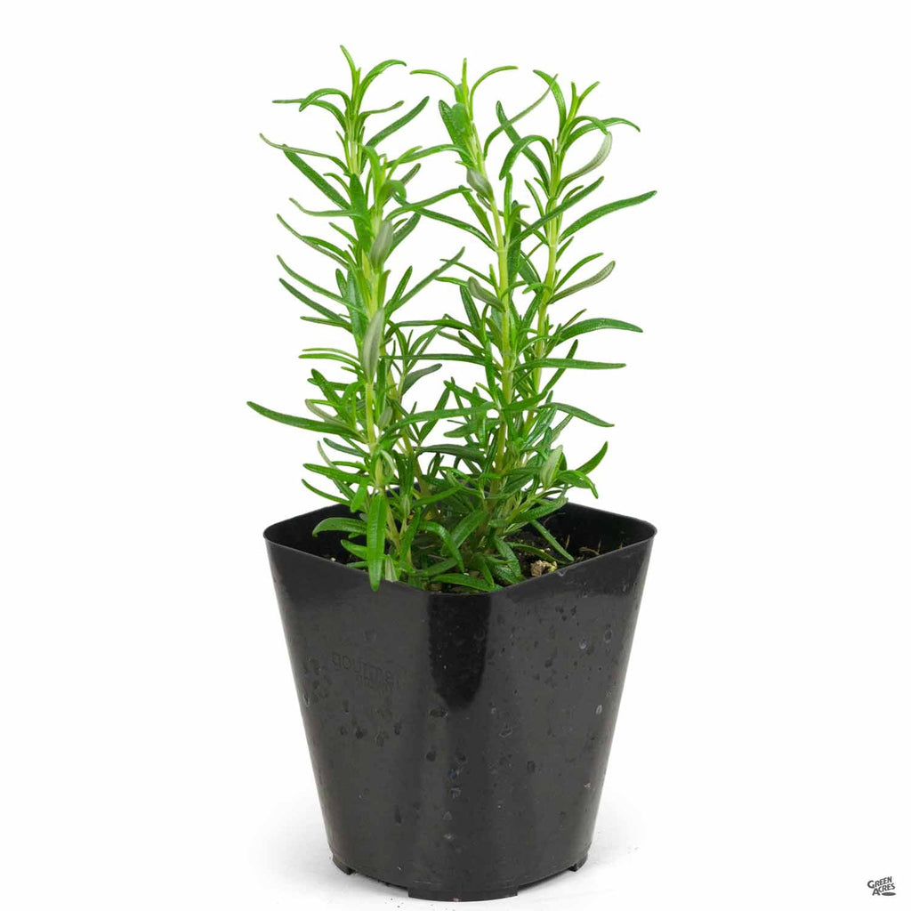 Barbeque Rosemary Plants For Sale