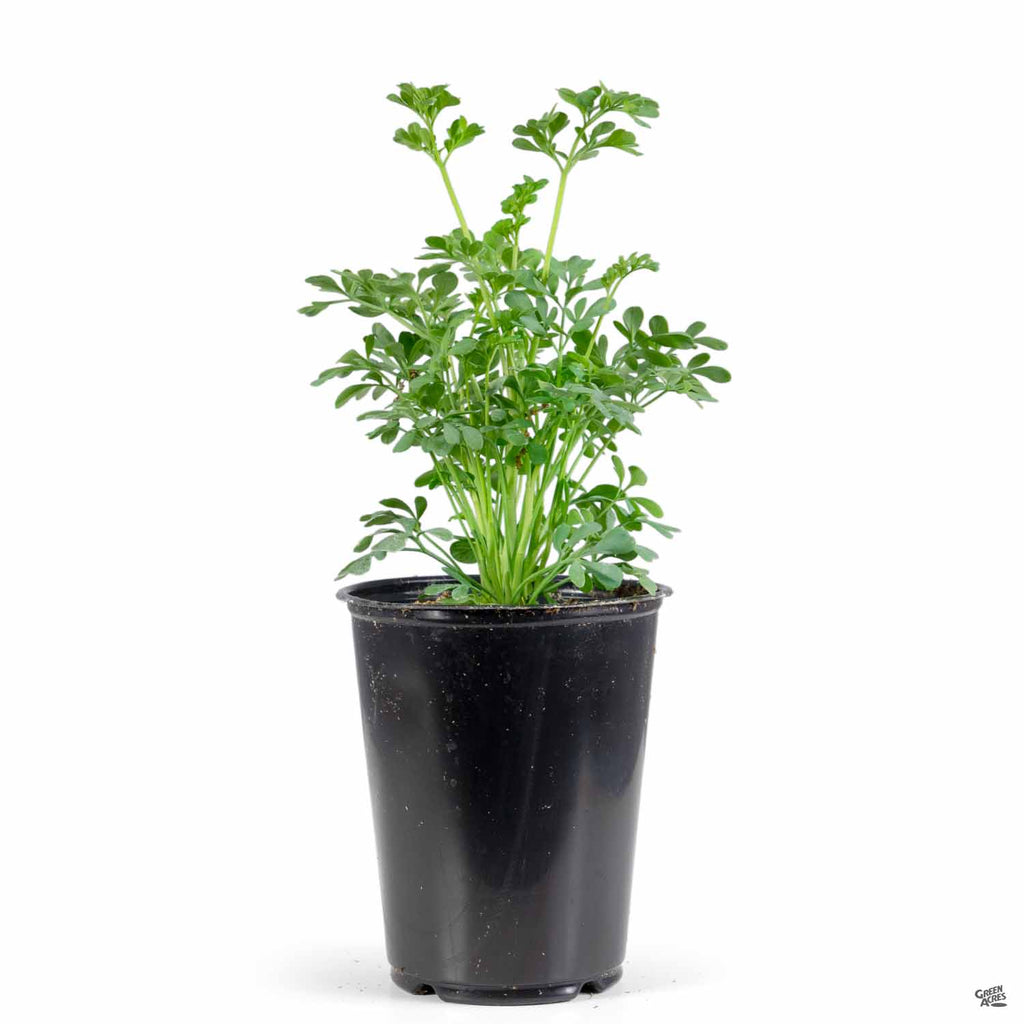 Rue — Green Acres Nursery & Supply