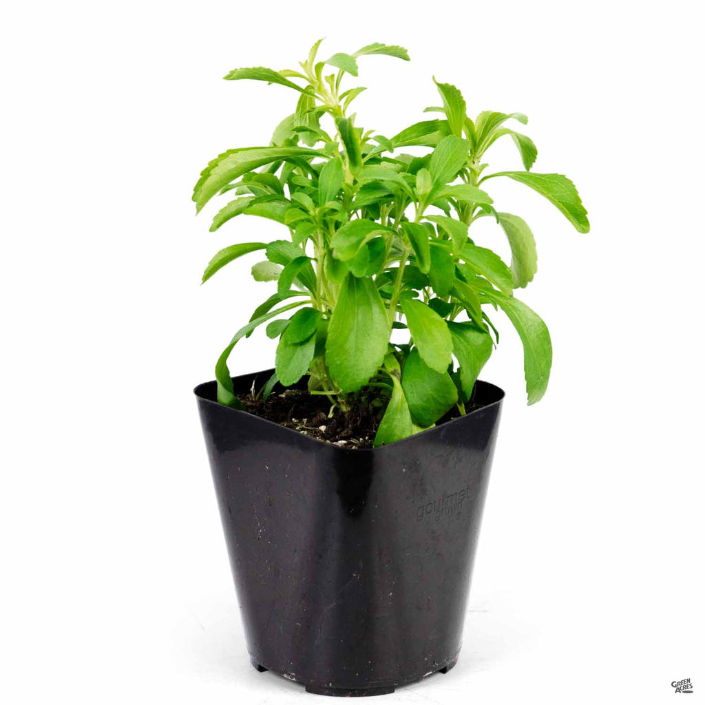 Stevia — Green Acres Nursery & Supply