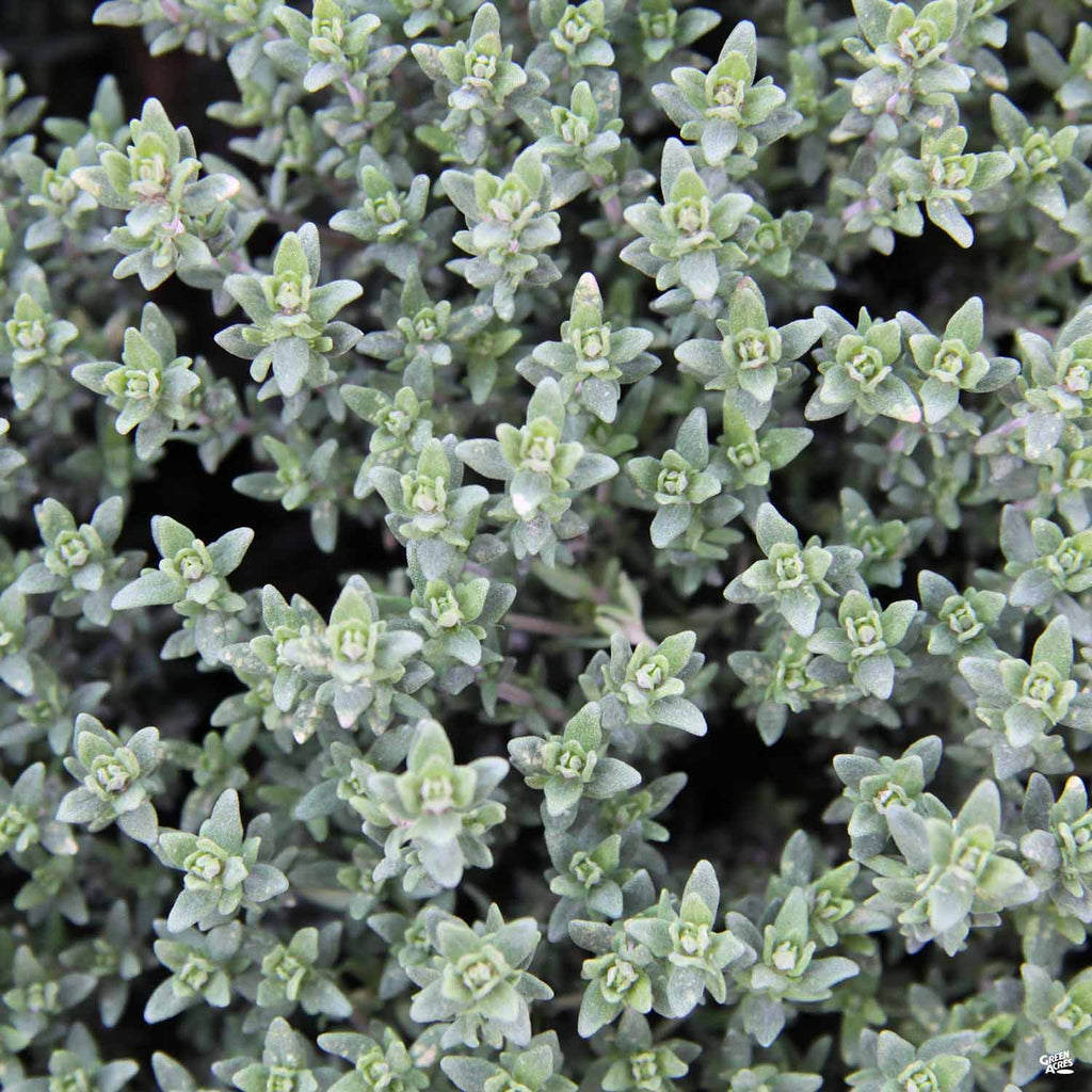 Thyme — Green Acres Nursery & Supply Thyme — Green Acres Nursery & Supply