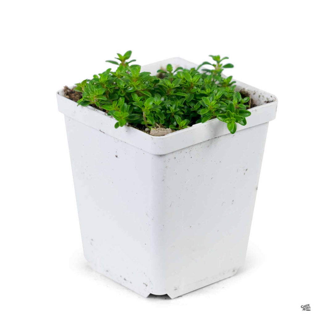 Thyme — Green Acres Nursery & Supply