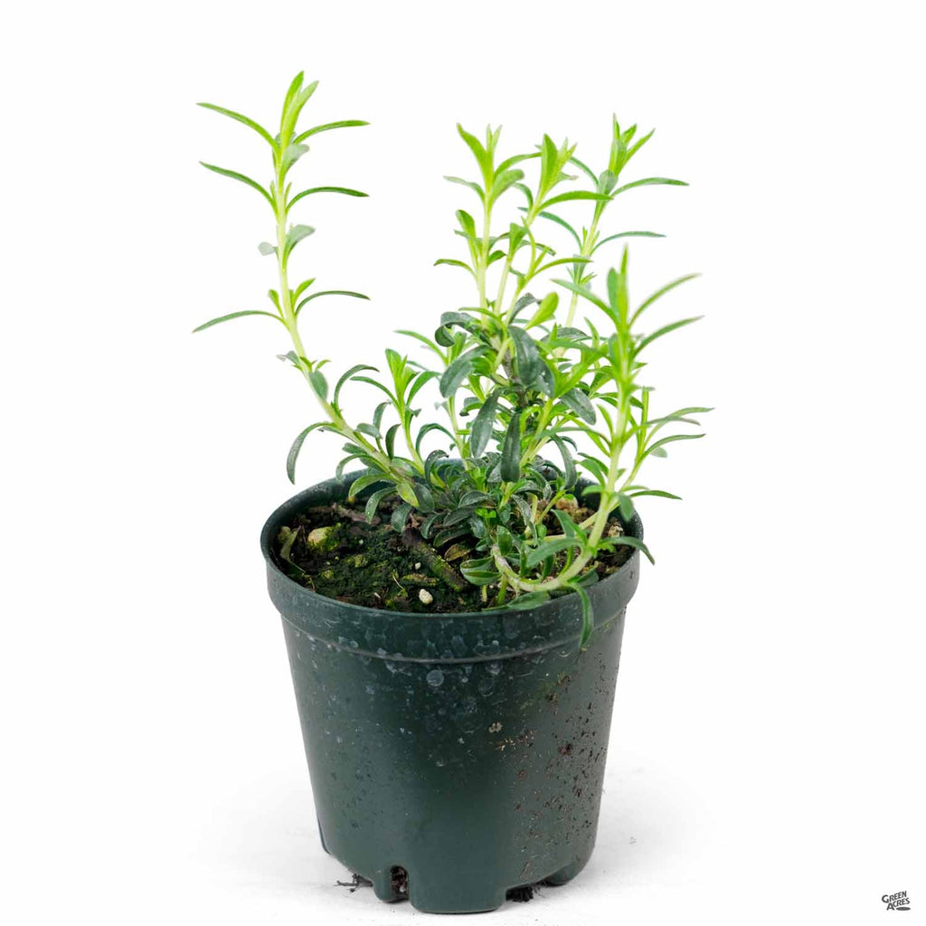 Winter Savory  Green Acres Nursery & Supply