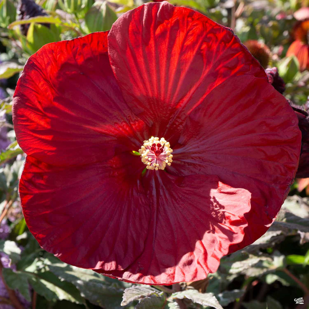 Dinnerplate Hibiscus — Green Acres Nursery & Supply