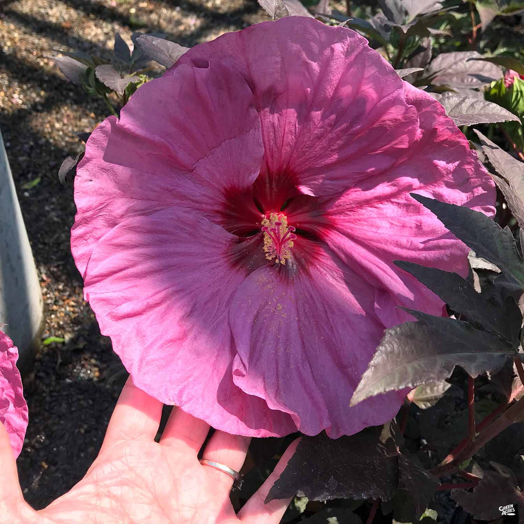 saucer hibiscus plant Dinnerplate Hibiscus — Green Acres Nursery & Supply
