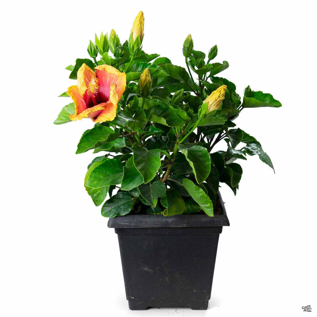 HibisKISS™ Spin the Bottle — Green Acres Nursery & Supply