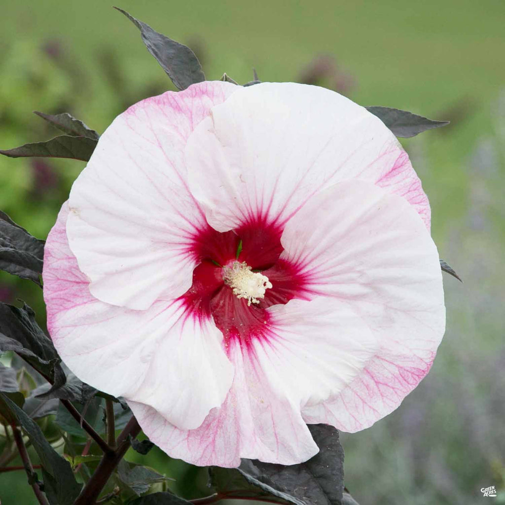 Summerific Hibiscus Green Acres Nursery Supply summerific-hibiscus-green-acres-nursery-supply