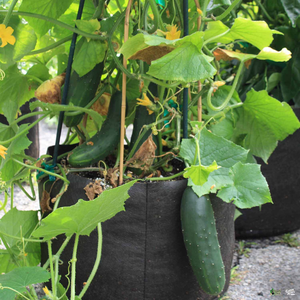 High Caliper Smart Pot — Green Acres Nursery & Supply