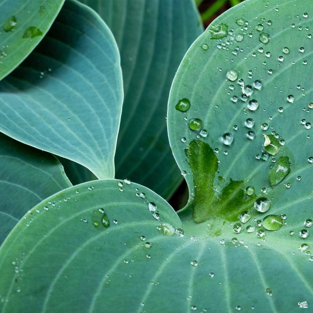 Hosta_BlueAngel_1024x1024.jpg?