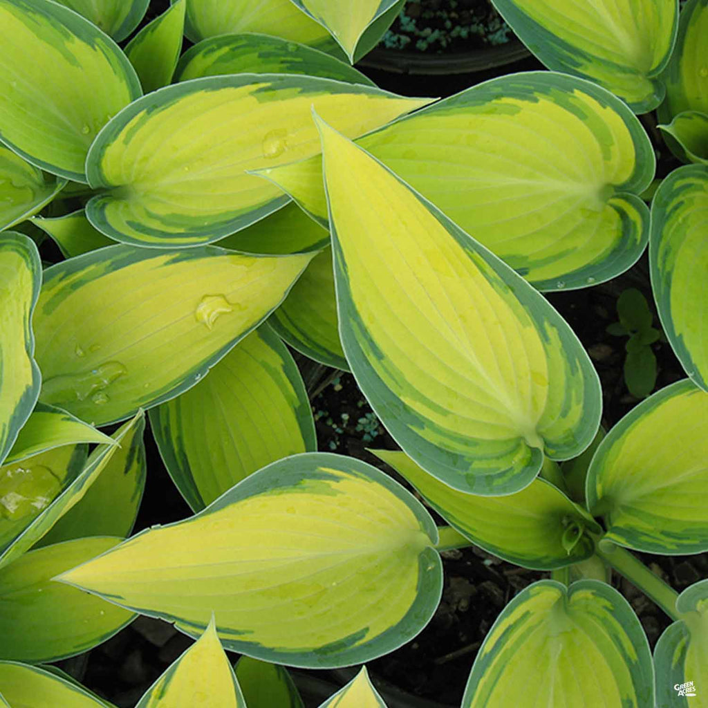 Hosta — Green Acres Nursery & Supply