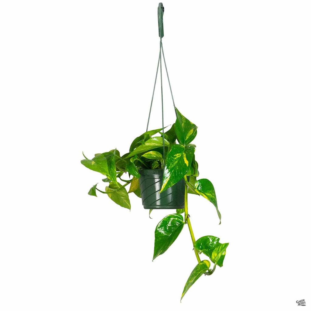 buy golden pothos plant Golden Pothos — Green Acres Nursery & Supply