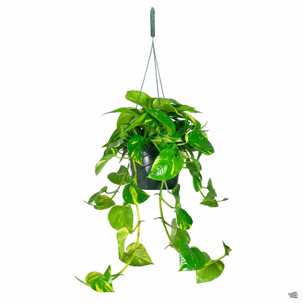 house plants golden pothos Golden Pothos — Green Acres Nursery & Supply