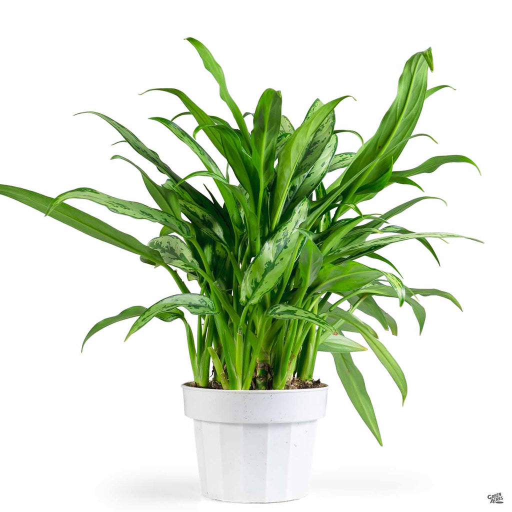 aglaonema white stem cutlass Aglaonema 'Cutlass' — Green Acres Nursery & Supply