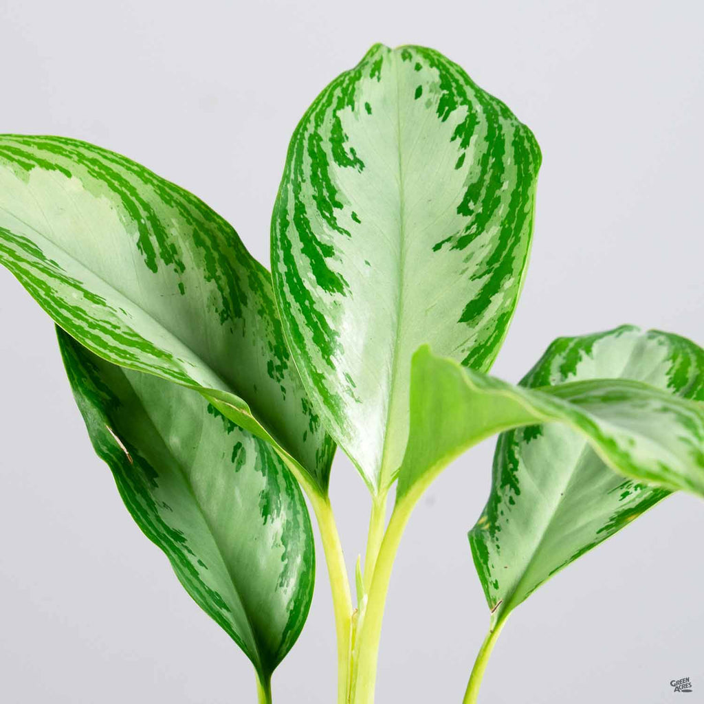 aglaonema crispum 'deborah' Aglaonema 'Leprechaun' — Green Acres Nursery & Supply