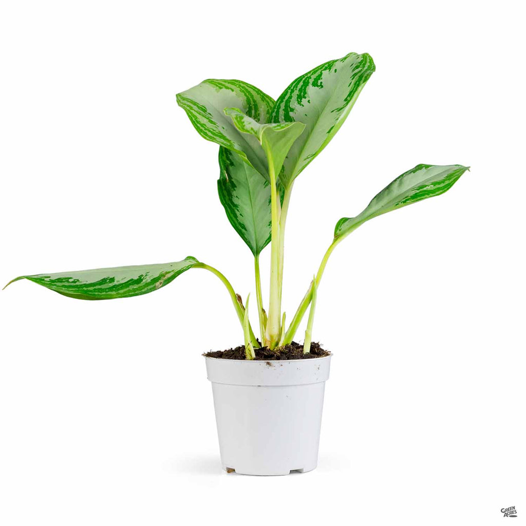 aglaonema plant leon Aglaonema 'Leprechaun' — Green Acres Nursery & Supply