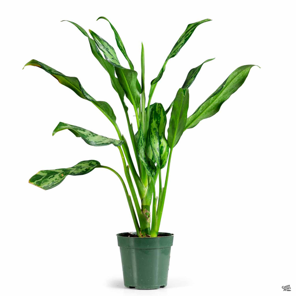 aglaonema miss juliette Aglaonema 'Miss Juliette' — Green Acres Nursery & Supply