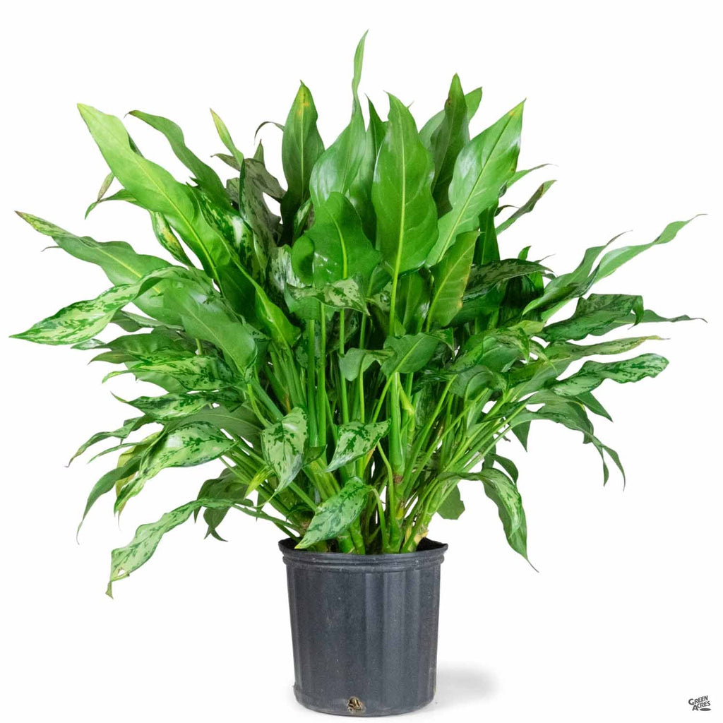 peace lily romeo Aglaonema 'Romeo' — Green Acres Nursery & Supply