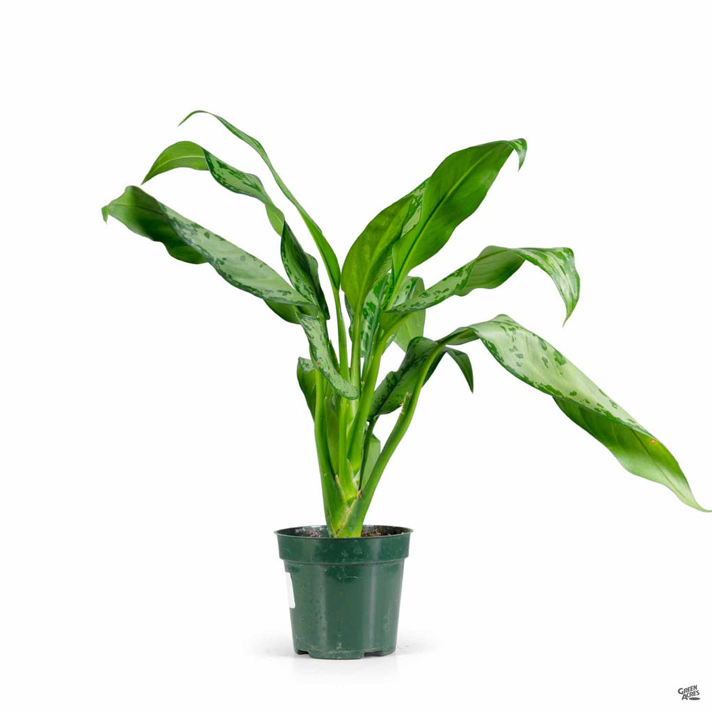 romeo aglaonema Aglaonema 'Romeo' — Green Acres Nursery & Supply