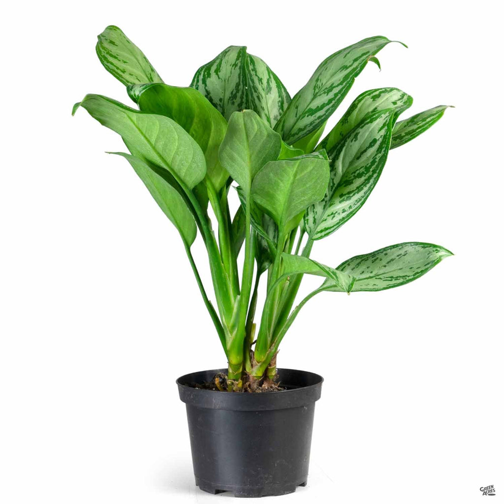 aglaonema nitidum silver bay Aglaonema 'Silver Bay' — Green Acres Nursery & Supply