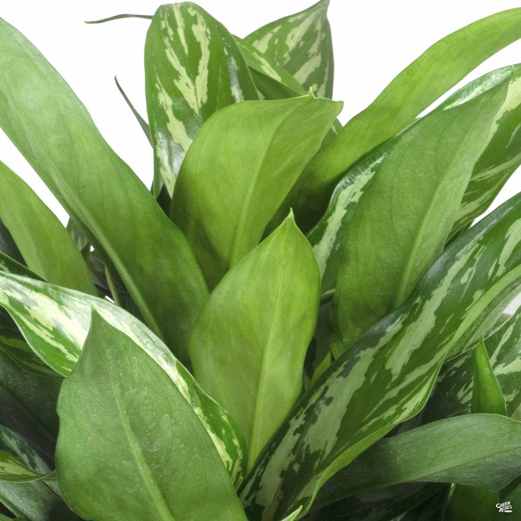 aglaonema tigress plant care Aglaonema 'Tigress' — Green Acres Nursery & Supply