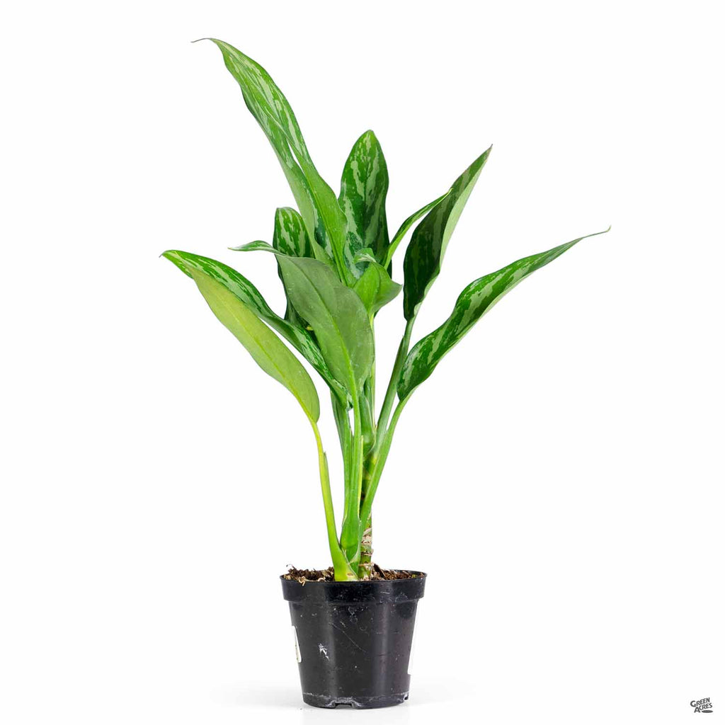 aglaonema tigress plant Aglaonema 'Tigress' — Green Acres Nursery & Supply