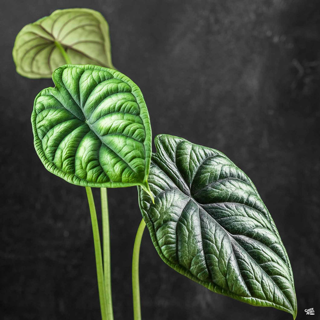Alocasia 'Dragon Scale' — Green Acres Nursery & Supply