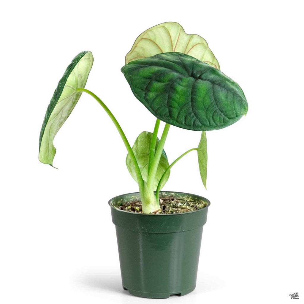 anthurium dragon scale Alocasia 'Dragon Scale' — Green Acres Nursery & Supply