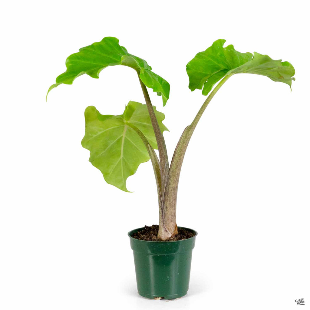 Alocasia Low Rider Green Acres Nursery Supply alocasia-low-rider-green-acres-nursery-supply