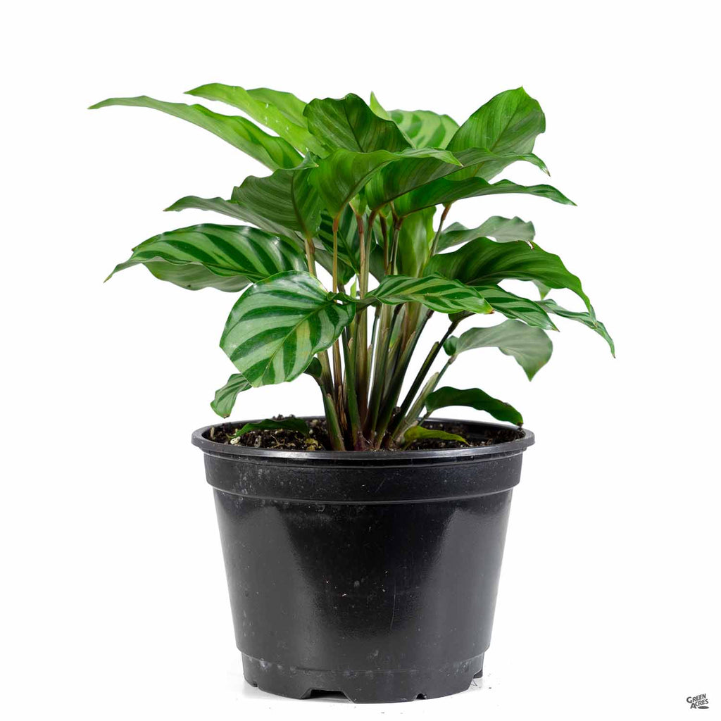 Calathea 'Freddie' — Green Acres Nursery & Supply