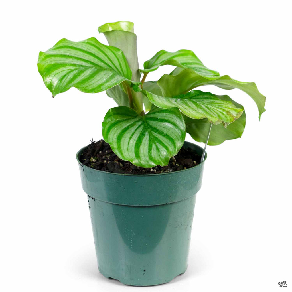 Calathea 'Orbifolia' — Green Acres Nursery & Supply