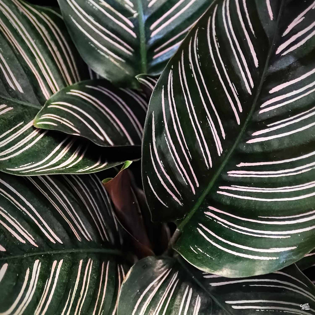 Calathea 'Ornata' — Green Acres Nursery & Supply