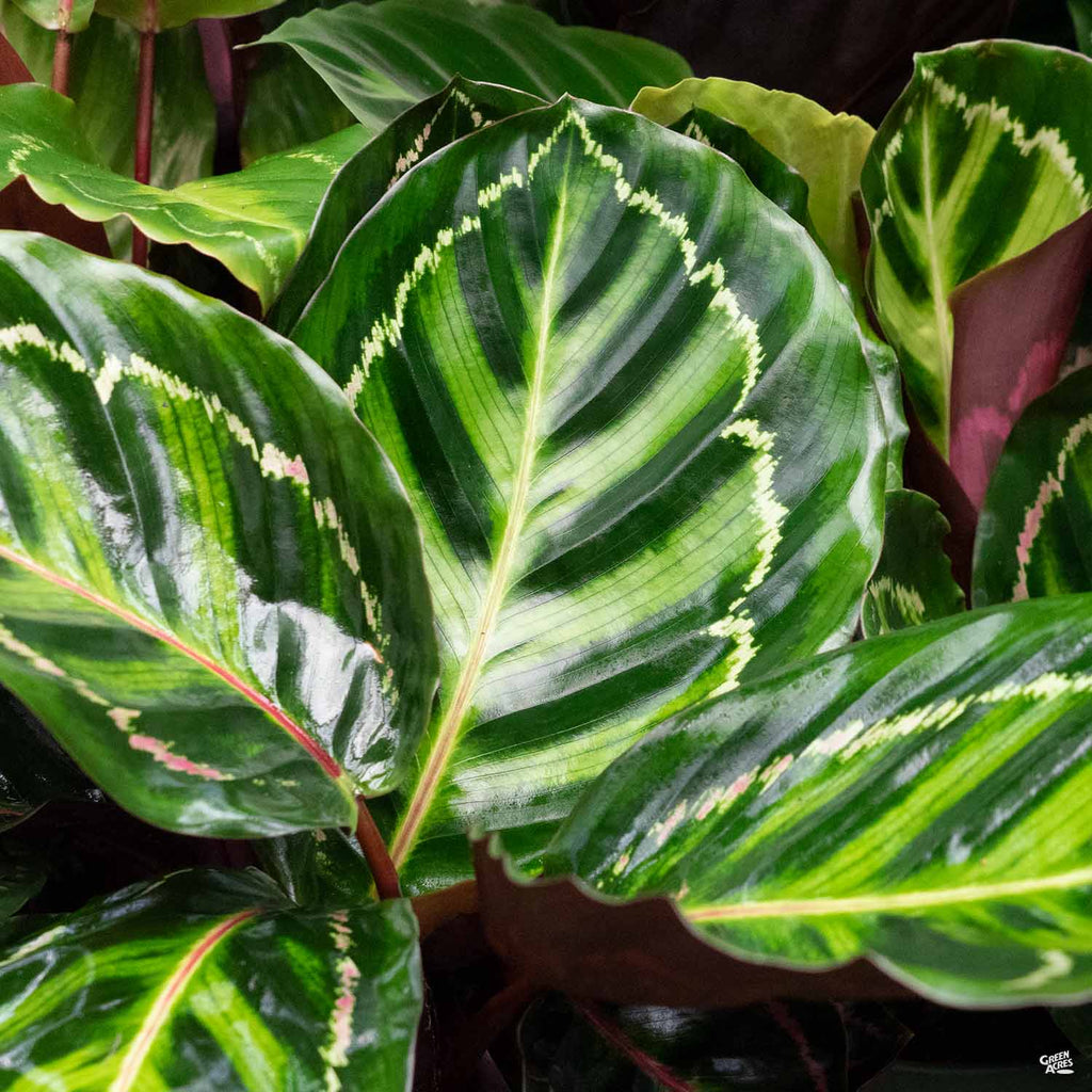 calathea roseopicta Calathea 'Roseopicta' — Green Acres Nursery & Supply