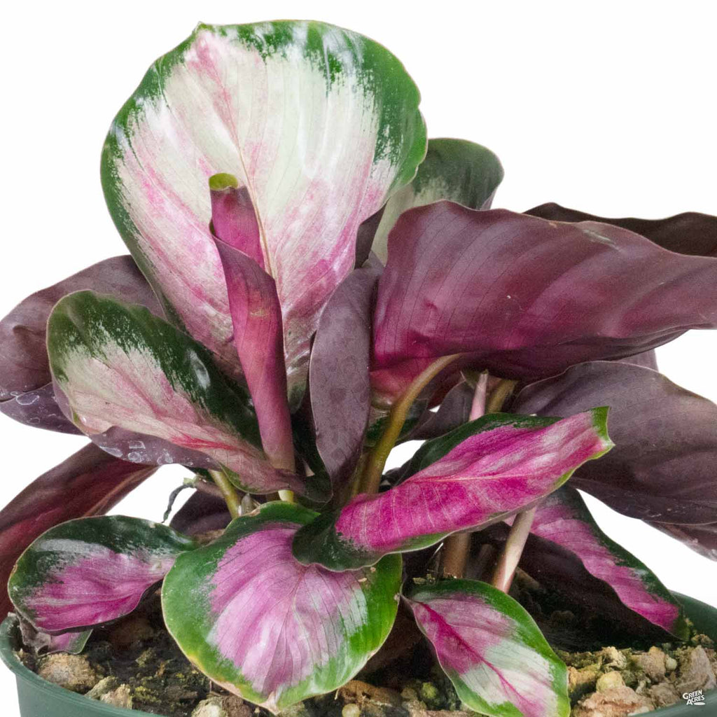 Calathea 'Rosy' — Green Acres Nursery & Supply