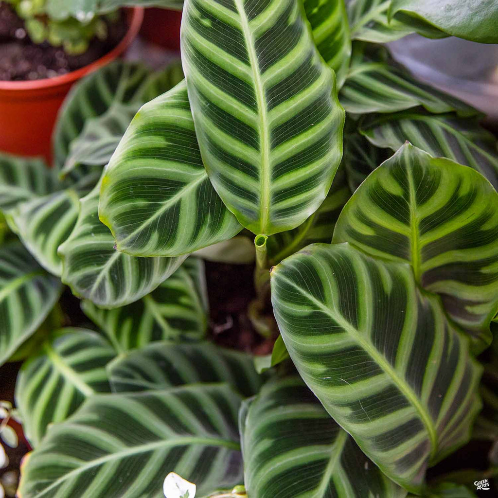 Calathea 'Zebrina' — Green Acres Nursery & Supply