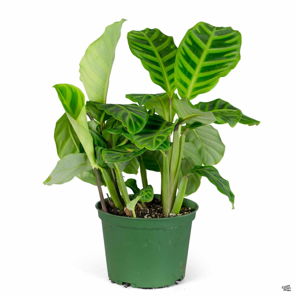 Calathea 'Zebrina' — Green Acres Nursery & Supply