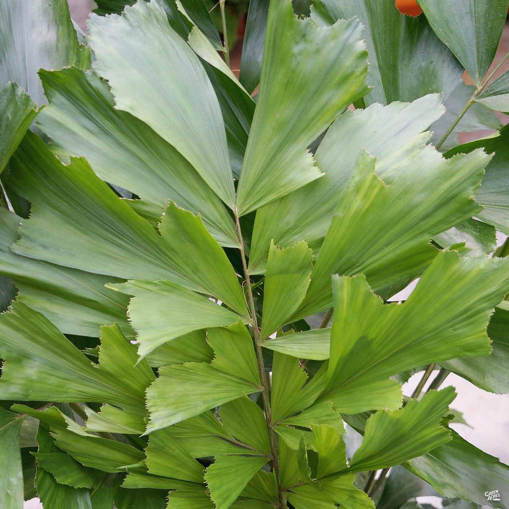 fishtail palm plant Fishtail Palm — Green Acres Nursery & Supply