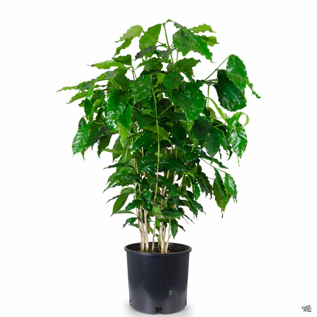 coffee plant house Coffee Plant — Green Acres Nursery & Supply